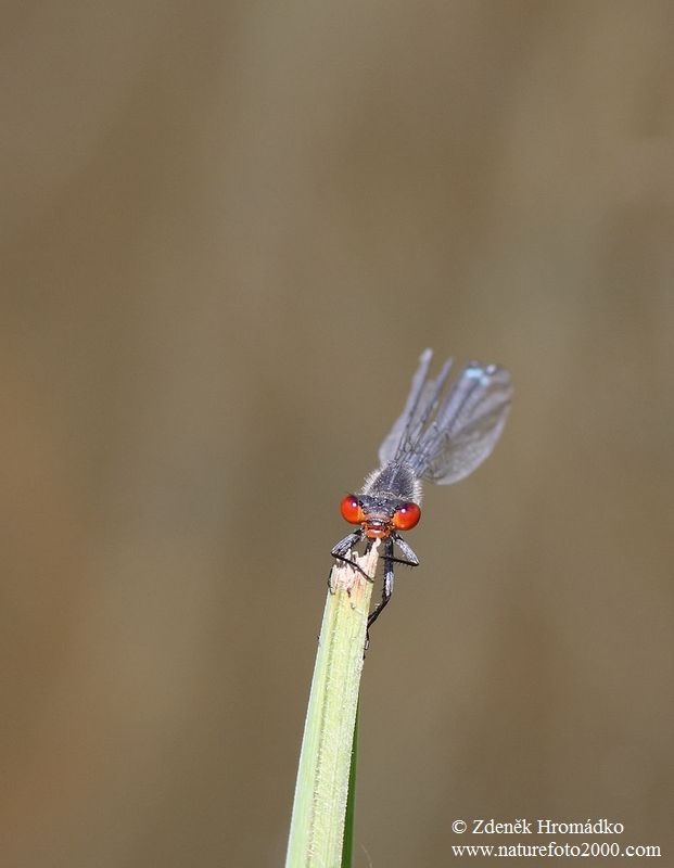 Šidélko rudoočko, Erythromma najas (Vážky, Odonata)